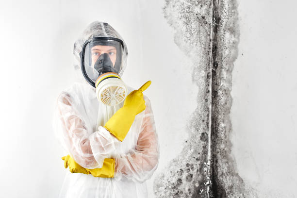 Why You Should Choose Our Mold Remediation Services in New Roads, LA