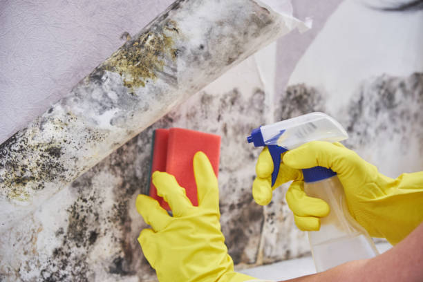 Professional Mold Inspection in New Roads, LA